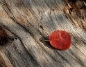 Blatt PICT2031_Bildgröße ändern
